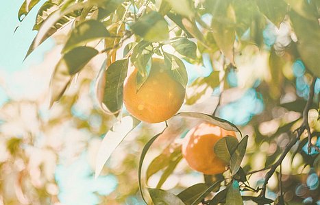 Zitrusfrucht Orangen am Baum